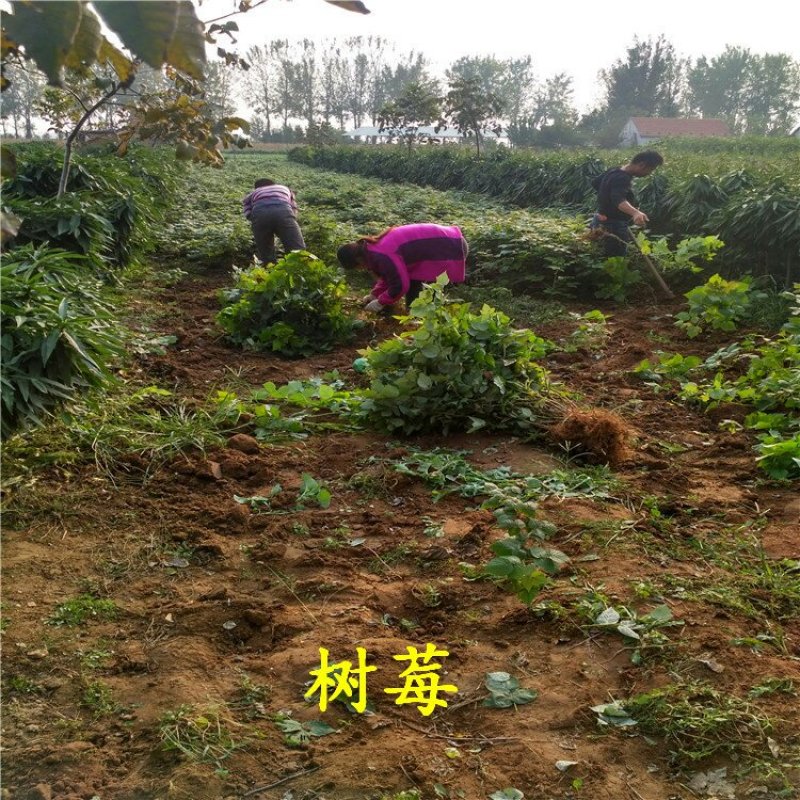 树莓苗红树莓苗