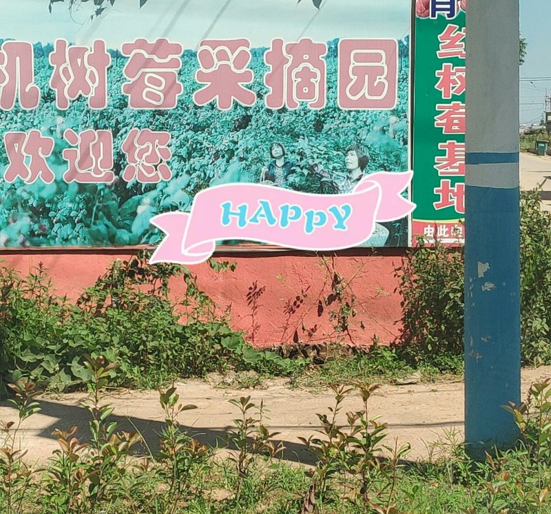 树莓苗红树莓苗