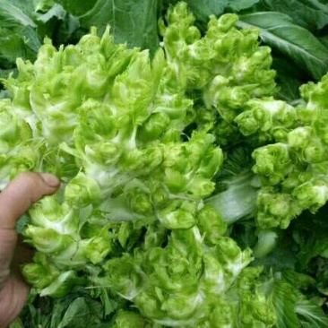 儿菜出来了电话预定，要货的老板赶紧预定我们第一时间给你安