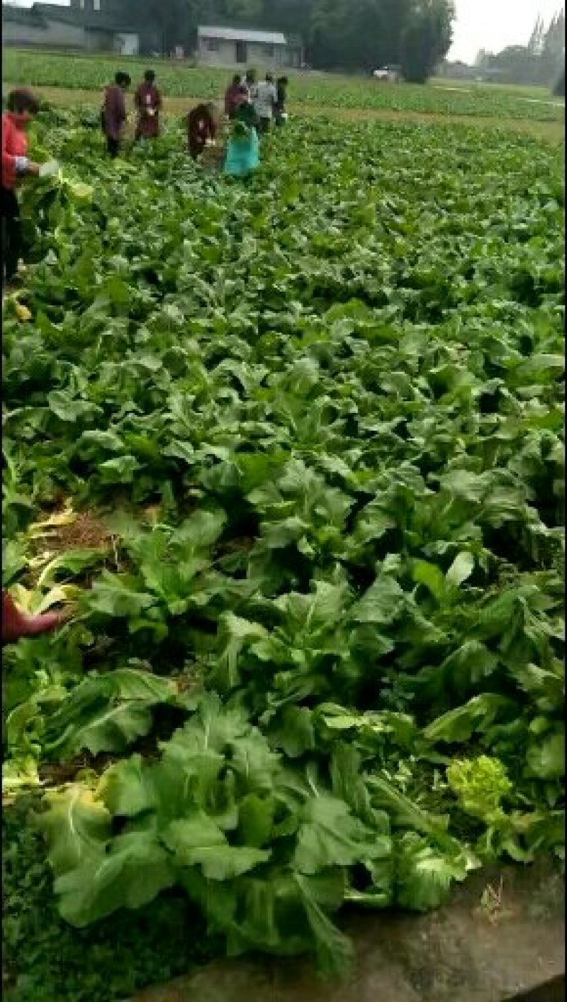 儿菜出来了电话预定，要货的老板赶紧预定我们第一时间给你安