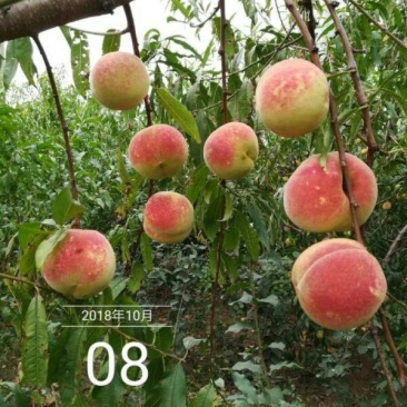 映霜红桃苗80cm以上