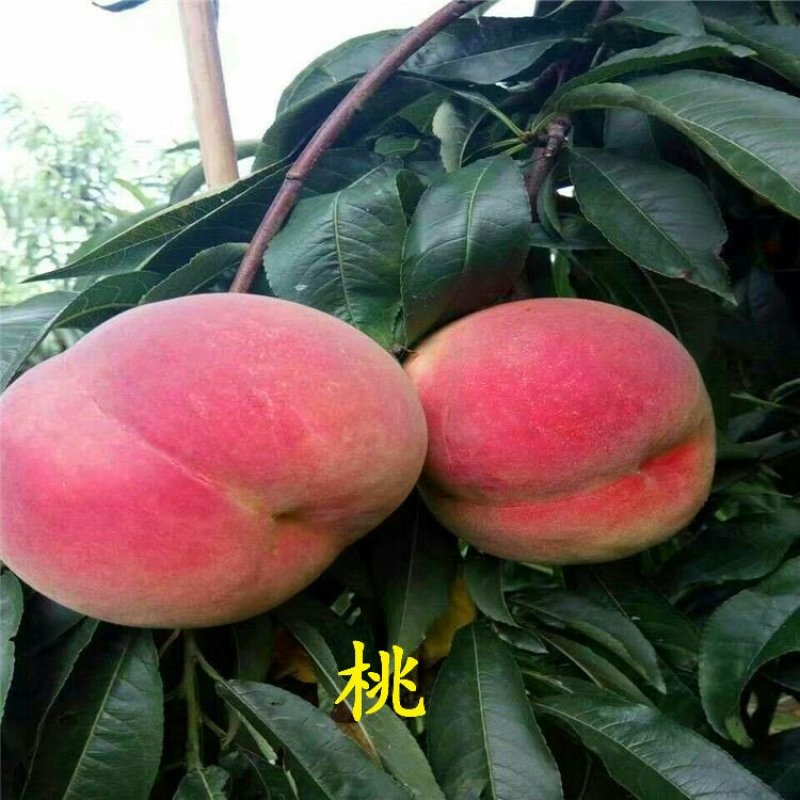 映霜红桃苗80cm以上