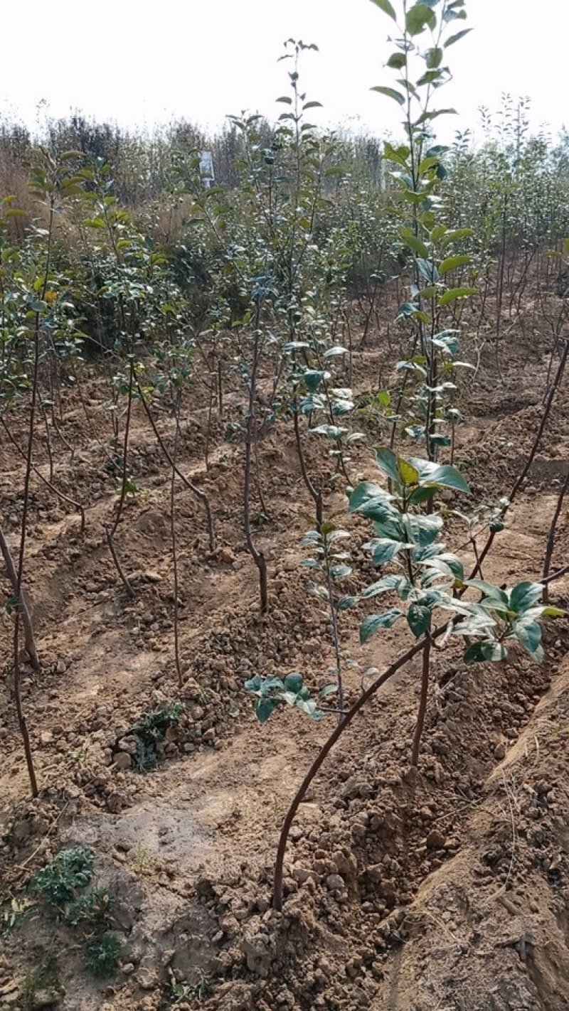 矮化红富士苹果苗