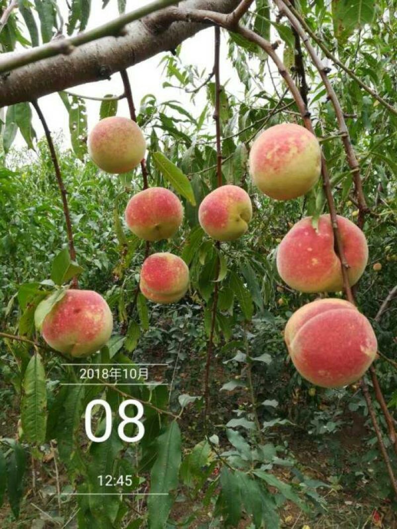 桃树苗新品种早熟中熟早熟桃树苗