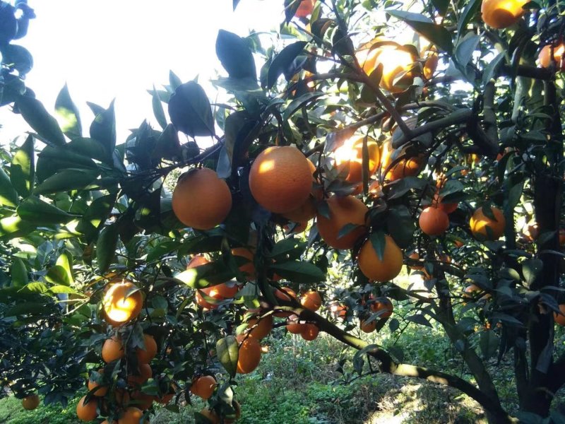 闽南橙