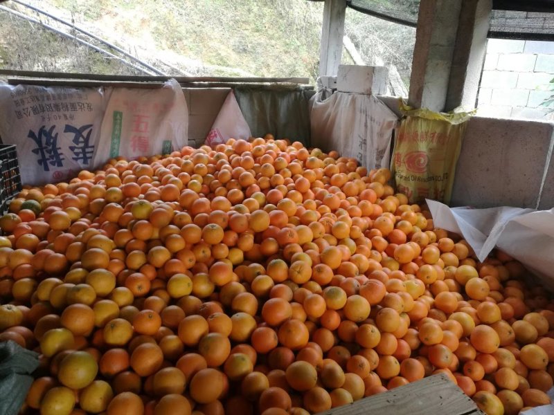 闽南橙