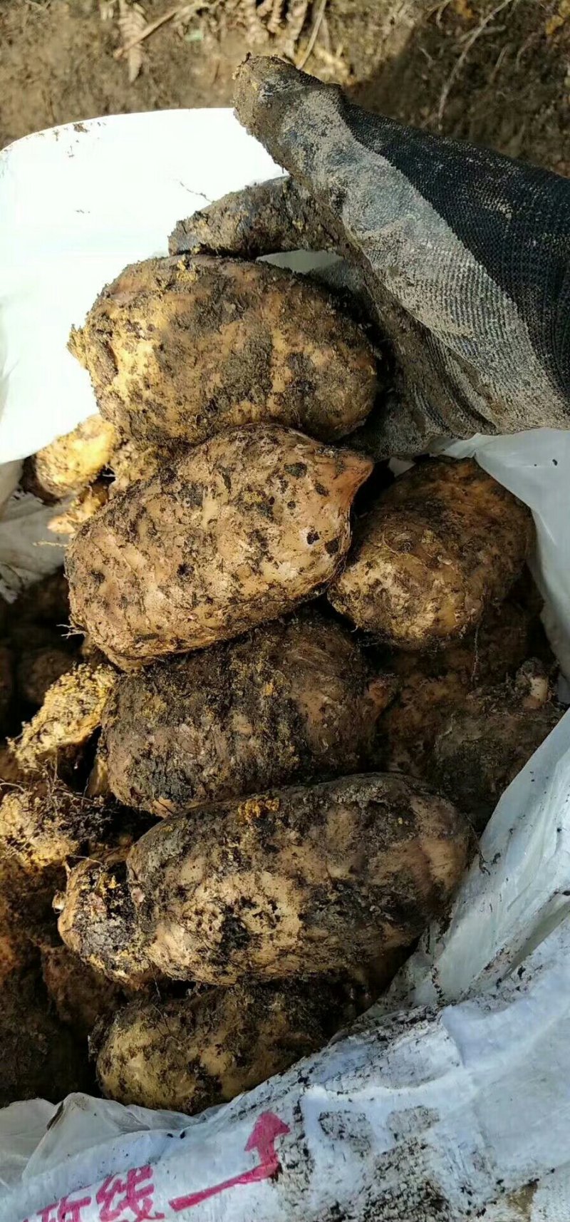 正宗昭通小草坝仿野生天麻新鲜天麻批发