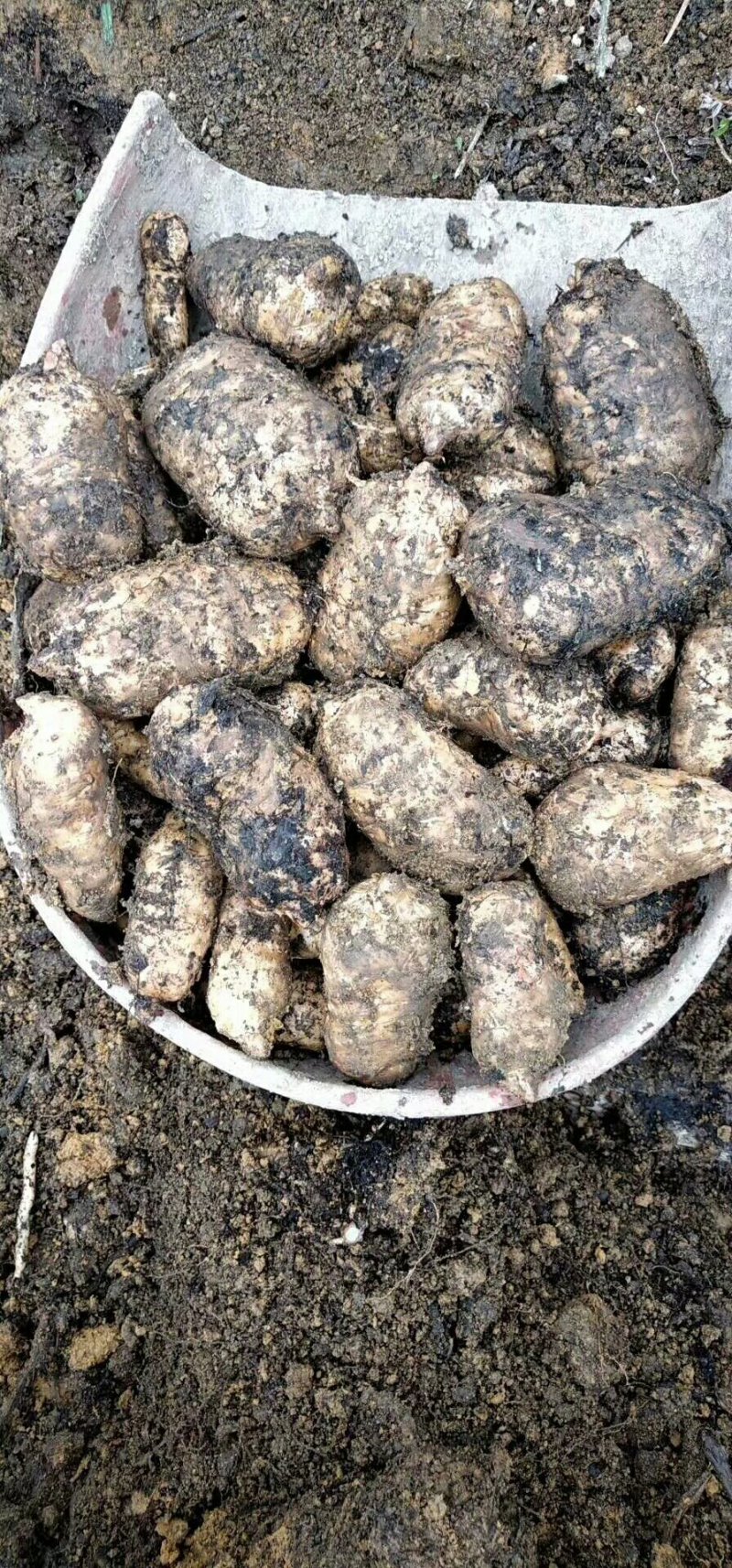 正宗昭通小草坝仿野生天麻新鲜天麻批发