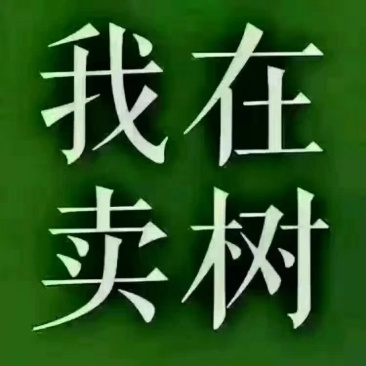 柳树，垂柳，刺槐，相花槐，国槐