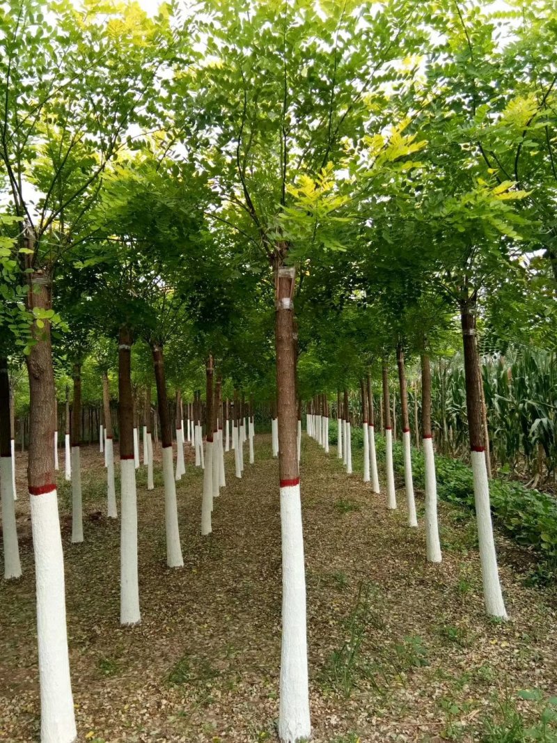 柳树，垂柳，刺槐，相花槐，国槐