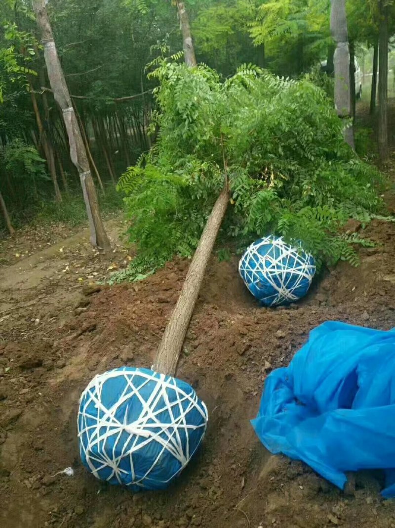 柳树，垂柳，刺槐，相花槐，国槐