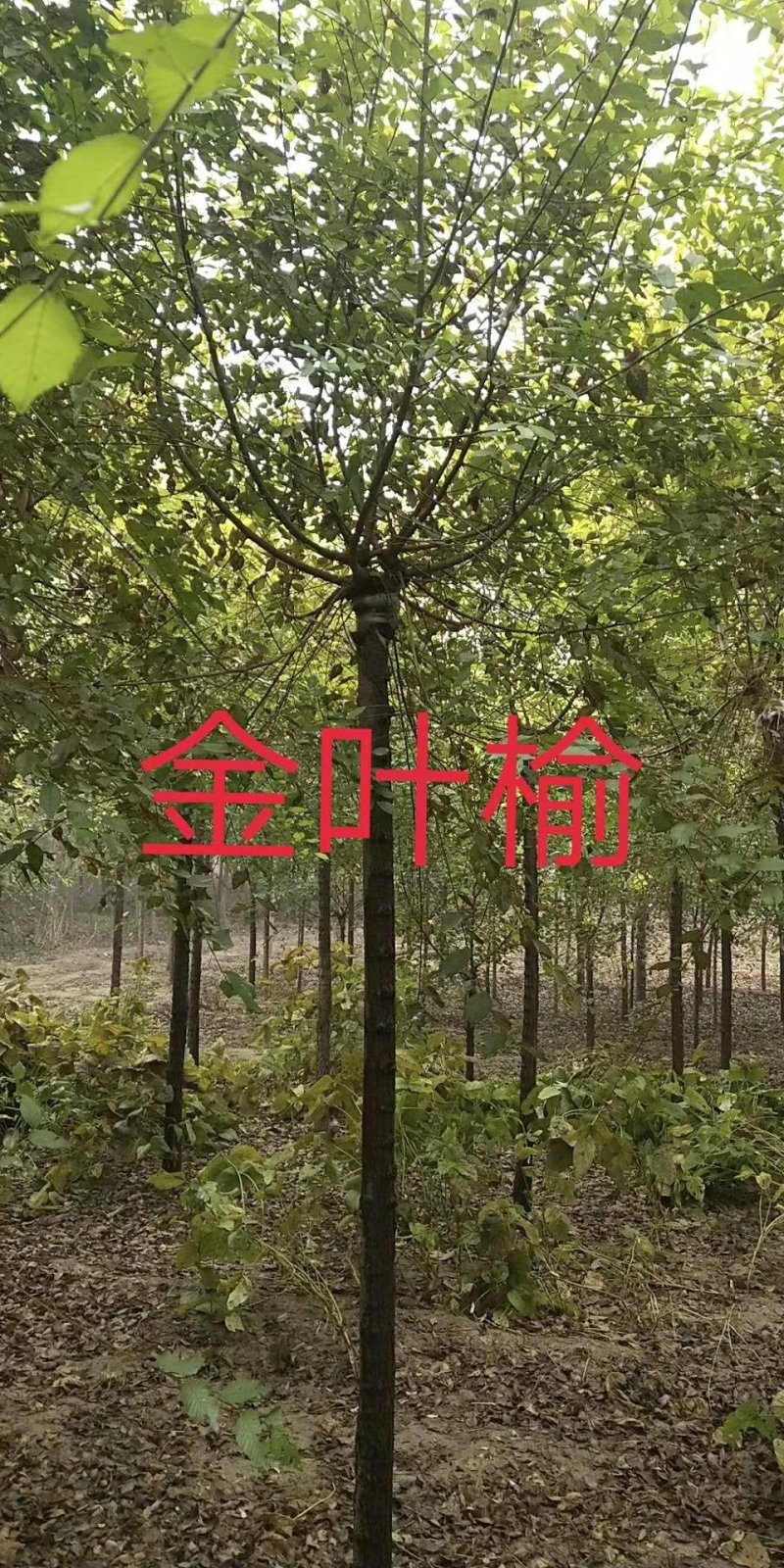 柳树，垂柳，刺槐，相花槐，国槐