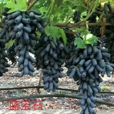 【甜蜜蓝宝石葡萄苗】山东葡萄苗货品纯正提供技术支持！