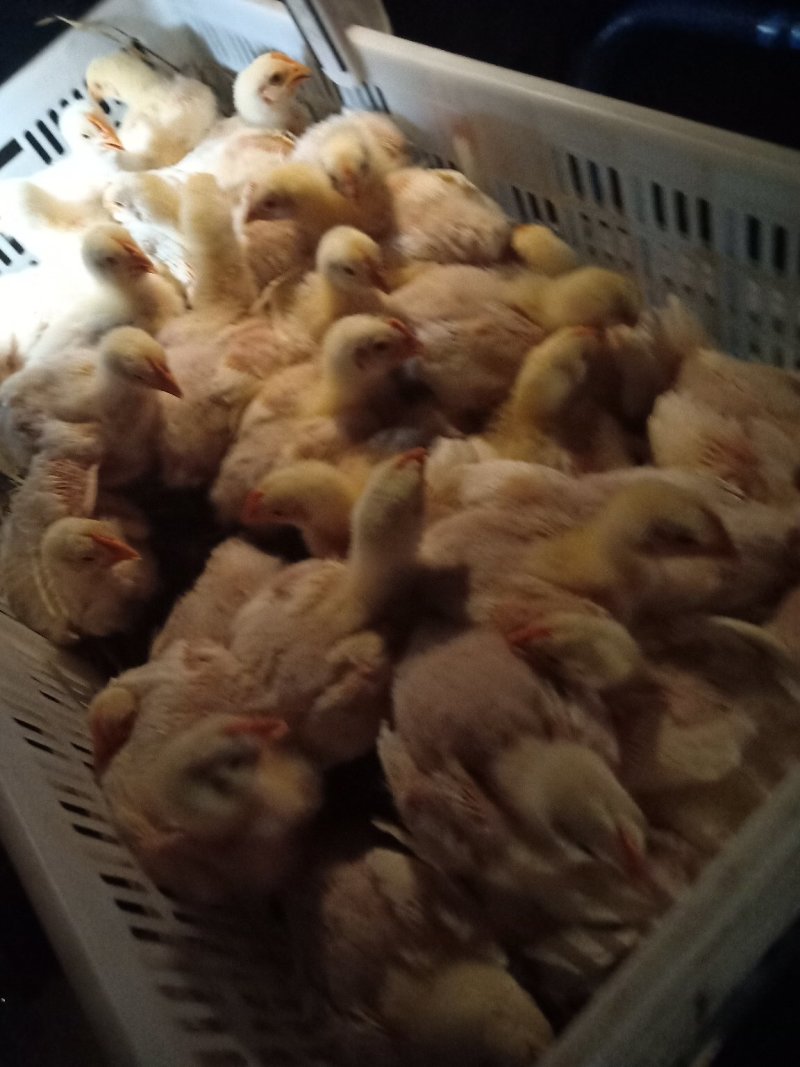 鸡苗价格