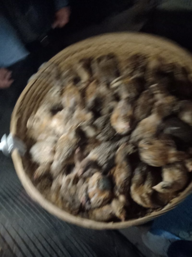 鸡苗价格
