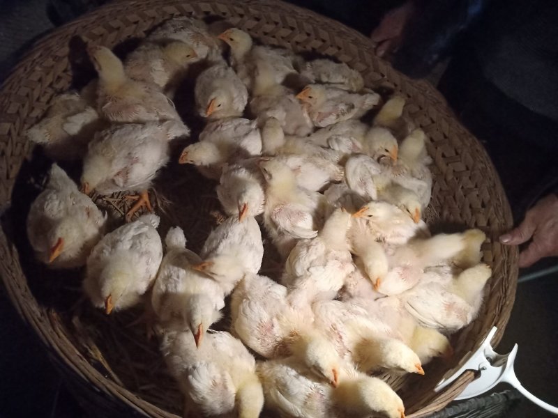 鸡苗价格