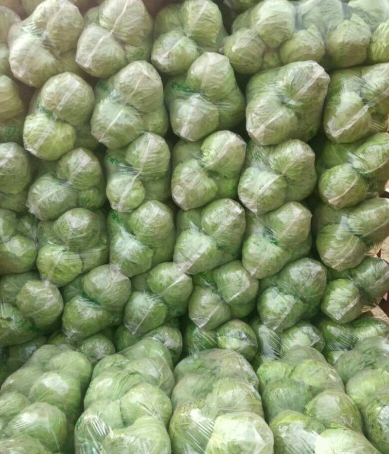 包菜，本地包菜，甘蓝大量上市中，个头均匀，叶面鲜绿无虫孔