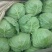 包菜，本地包菜，甘蓝大量上市中，个头均匀，叶面鲜绿无虫孔