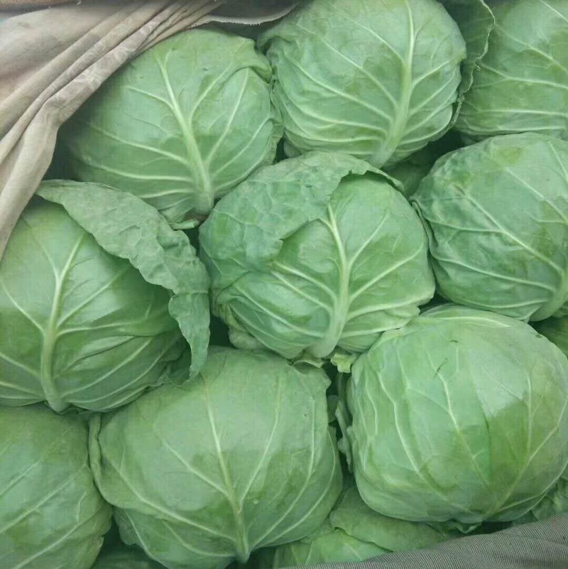 包菜，本地包菜，甘蓝大量上市中，个头均匀，叶面鲜绿无虫孔