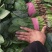 菠菜