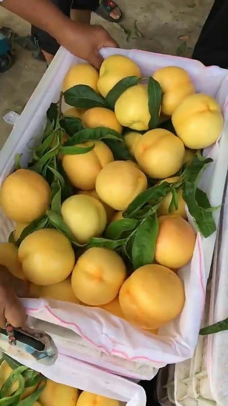 黄金蜜桃4号树苗80cm以上