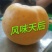 黄金蜜桃4号树苗80cm以上