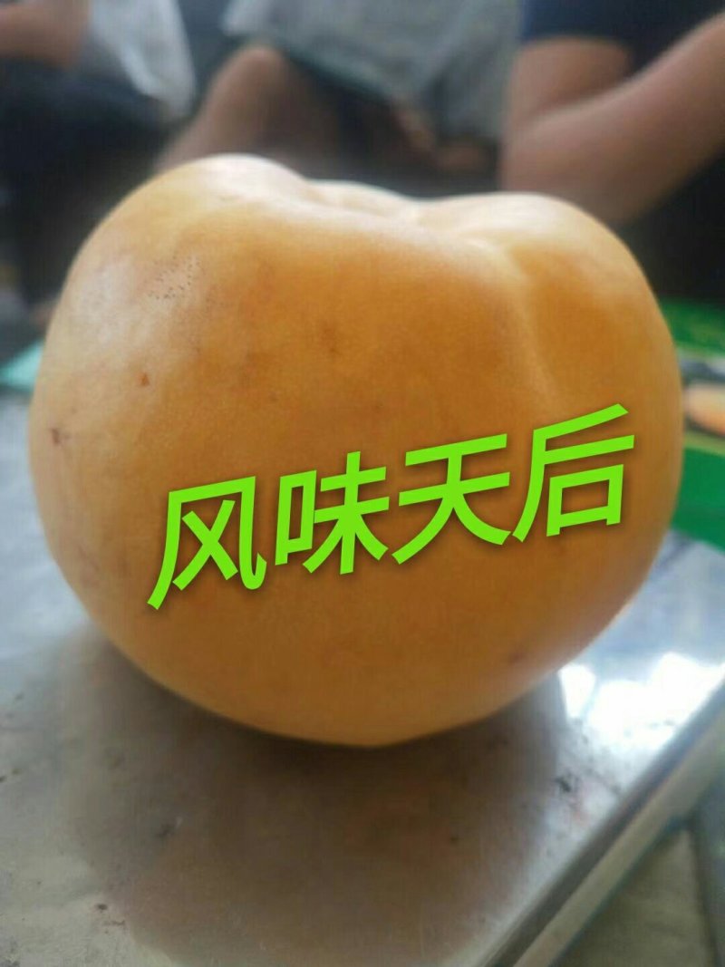 黄金蜜桃4号树苗80cm以上