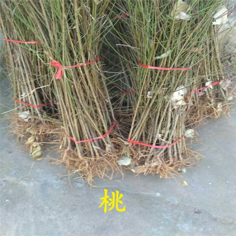 毛桃树苗80cm以上