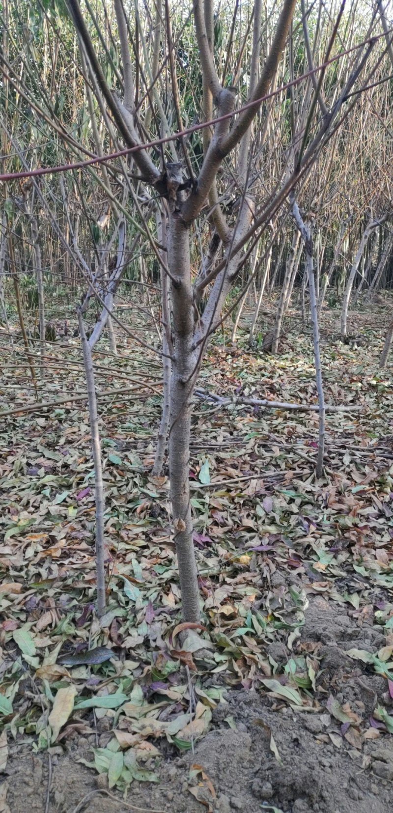 毛桃树苗80cm以上