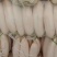 湖北沙洋精品白罗卜