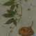 罗锅底，苦金盆