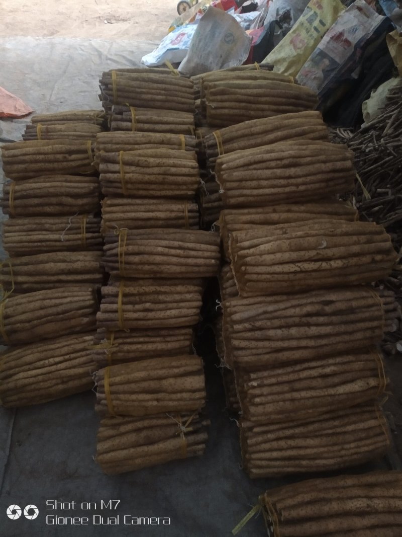 大量供应小白嘴白山药