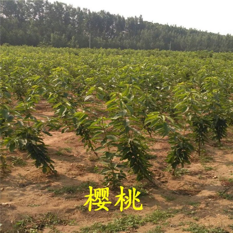 樱桃树苗矮化樱桃苗品种全价格优