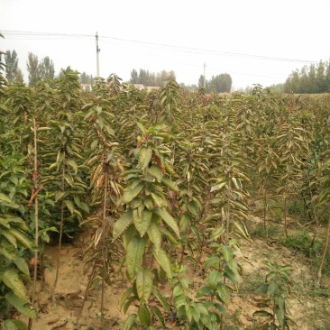 樱桃树苗矮化樱桃苗品种全价格优
