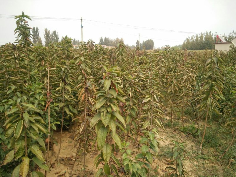 樱桃树苗矮化樱桃苗品种全价格优