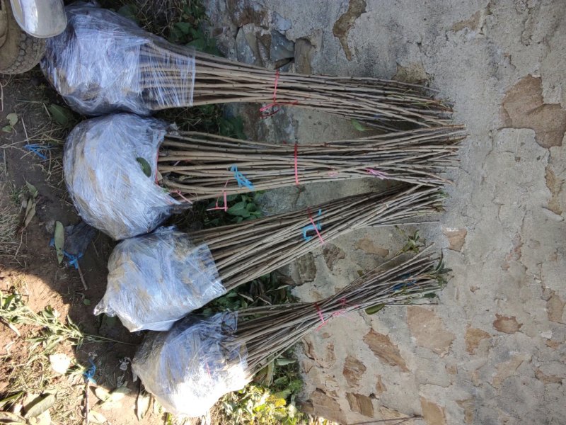 樱桃树苗矮化樱桃苗品种全价格优