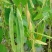 线椒、泡椒、无筋豆、扁豆、四季豆、白豆、小金豆苦瓜等蔬菜