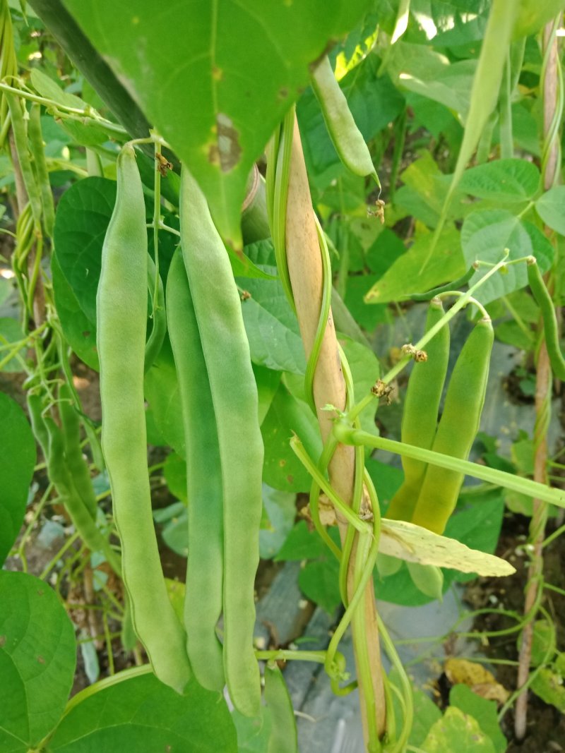 线椒、泡椒、无筋豆、扁豆、四季豆、白豆、小金豆苦瓜等蔬菜