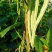 线椒、泡椒、无筋豆、扁豆、四季豆、白豆、小金豆苦瓜等蔬菜