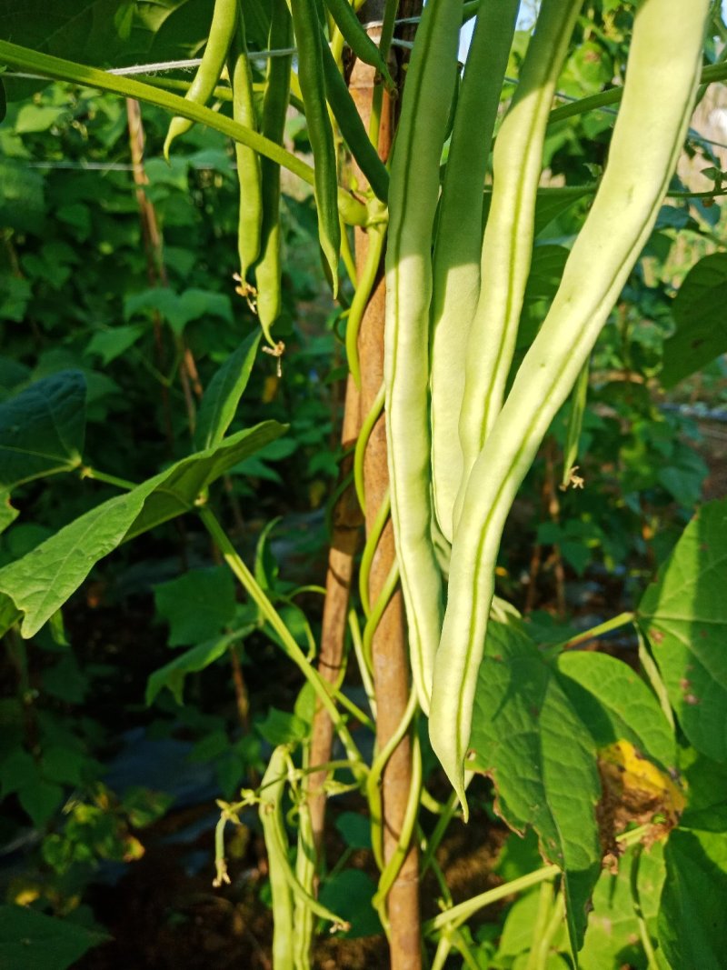 线椒、泡椒、无筋豆、扁豆、四季豆、白豆、小金豆苦瓜等蔬菜