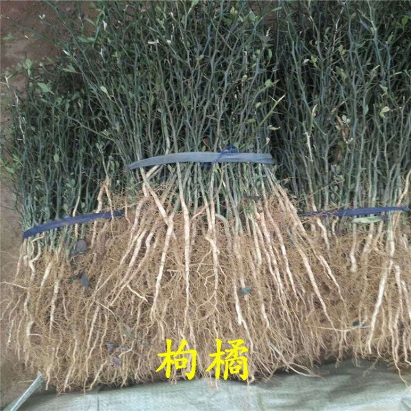枳壳苗