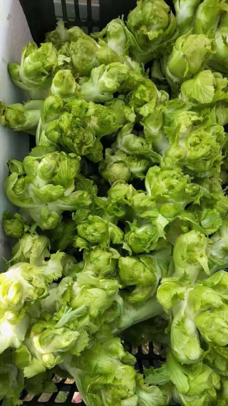 儿菜产地，大量供应