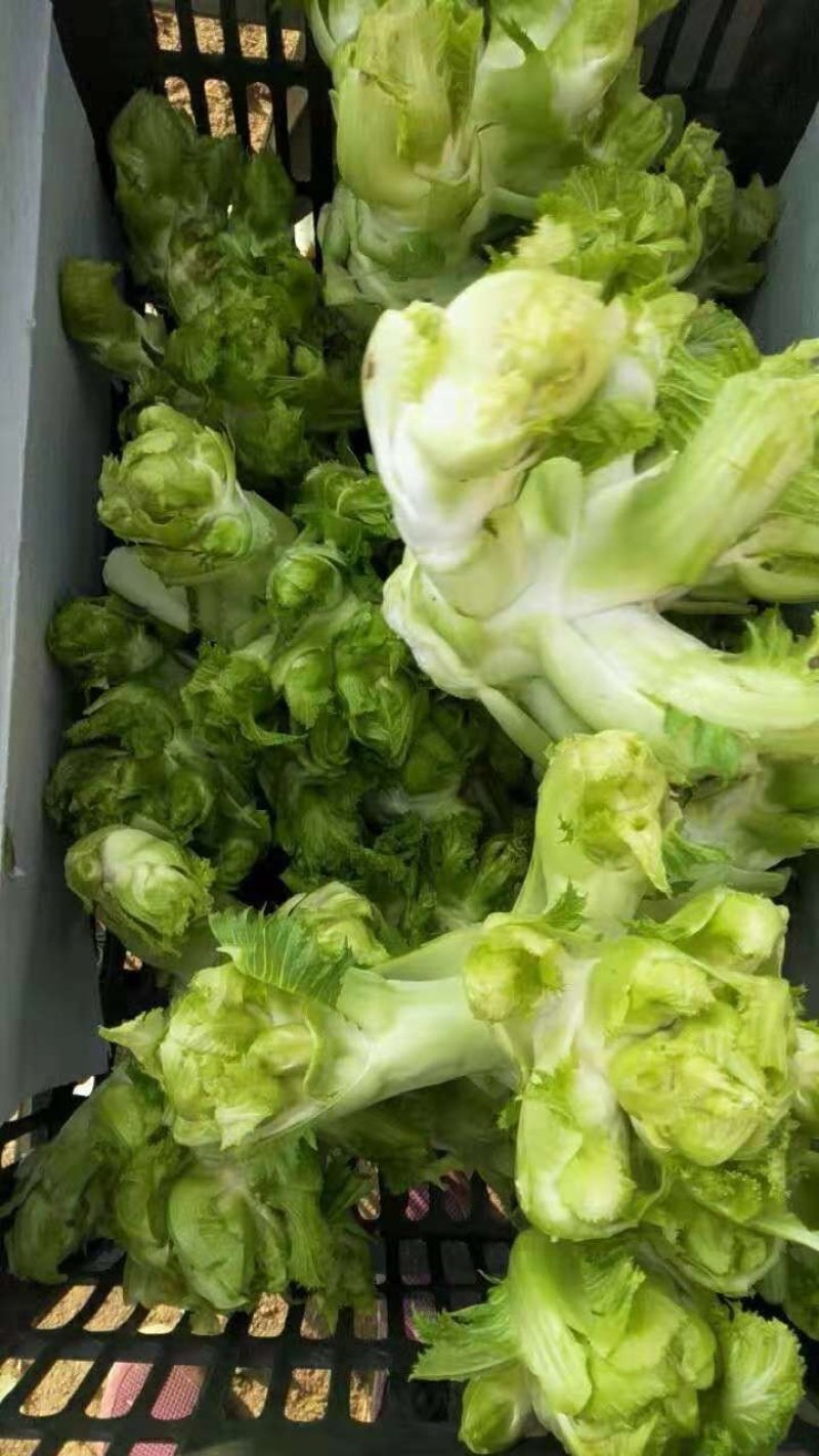 儿菜产地，大量供应