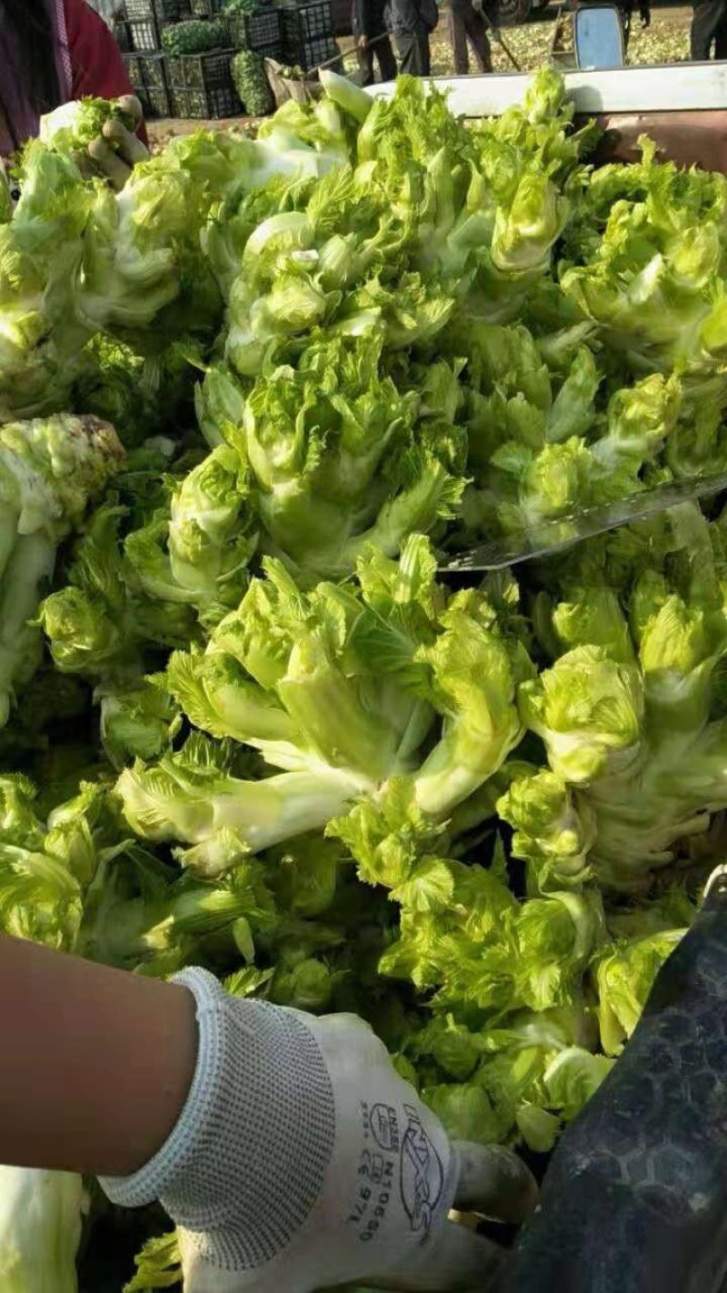 儿菜产地，大量供应
