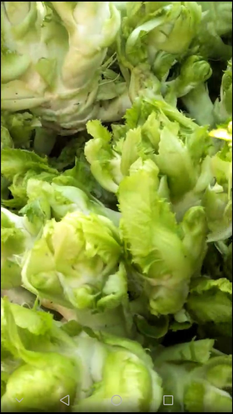 儿菜产地，大量供应