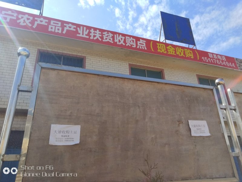 威芋五号