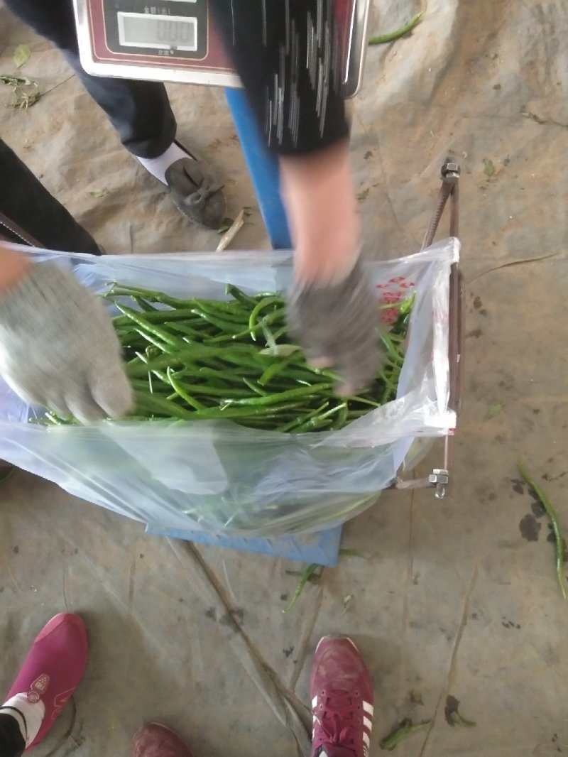 黑线以大量上市需要的联系我