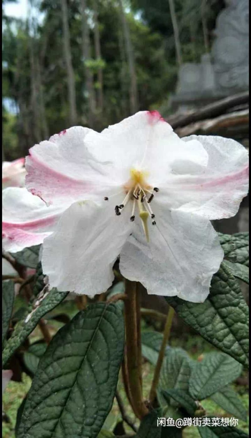 高山白杜鹃