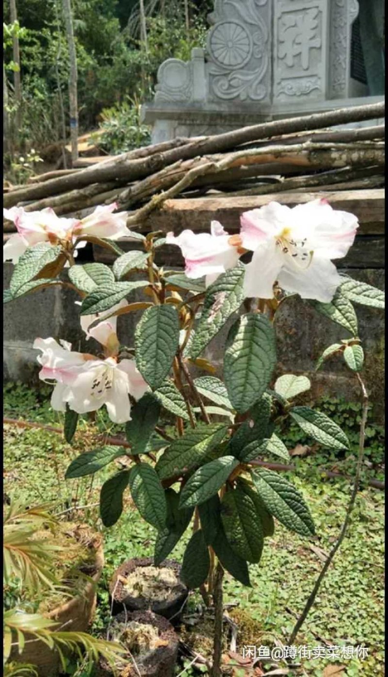 高山白杜鹃