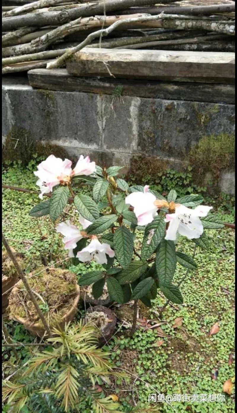 高山白杜鹃
